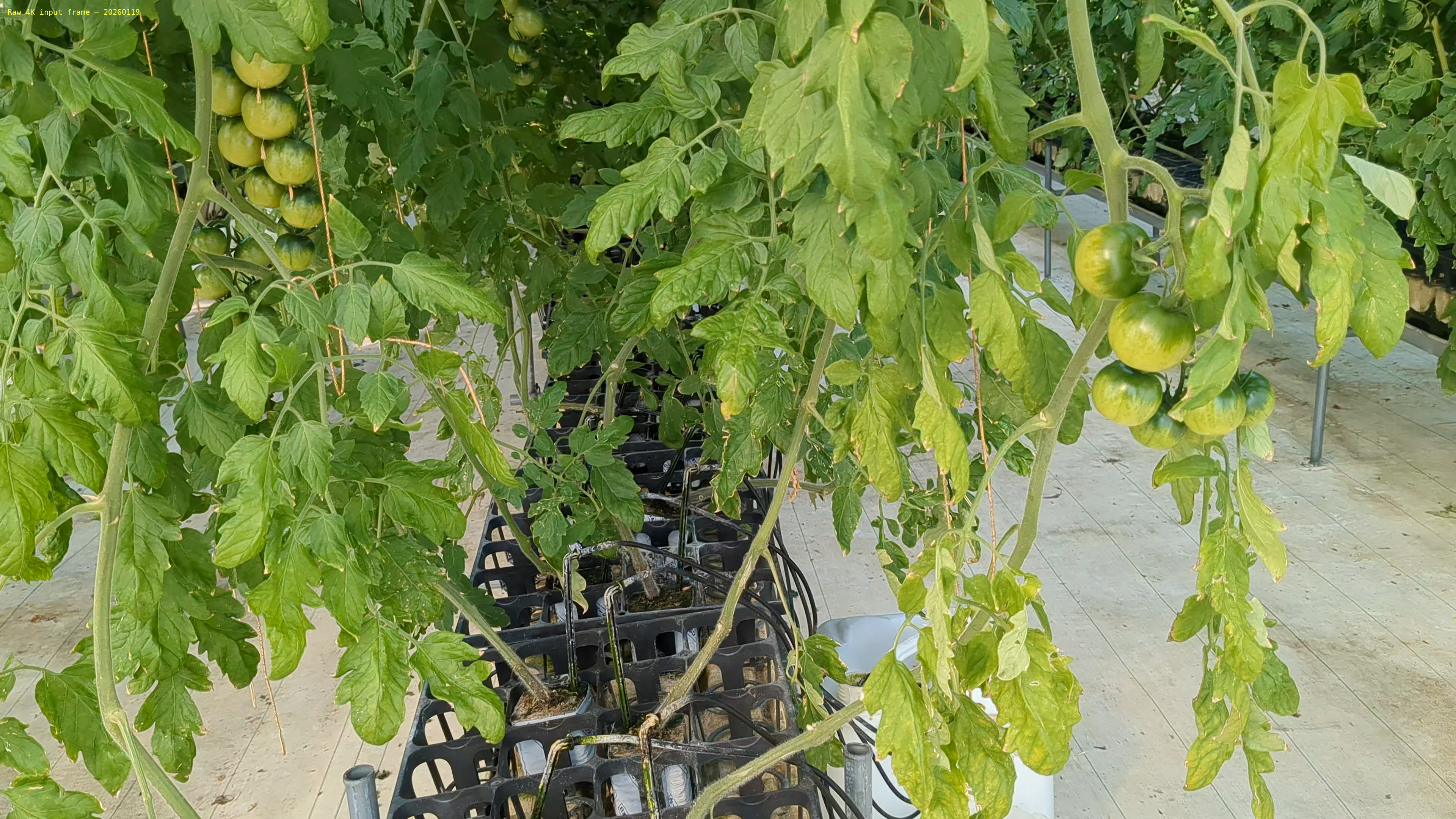 Raw input video frame showing plant in greenhouse