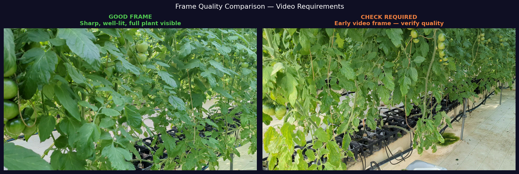 Good frame: sharp 4K plant image with clear leaf detail vs bad frame with motion blur