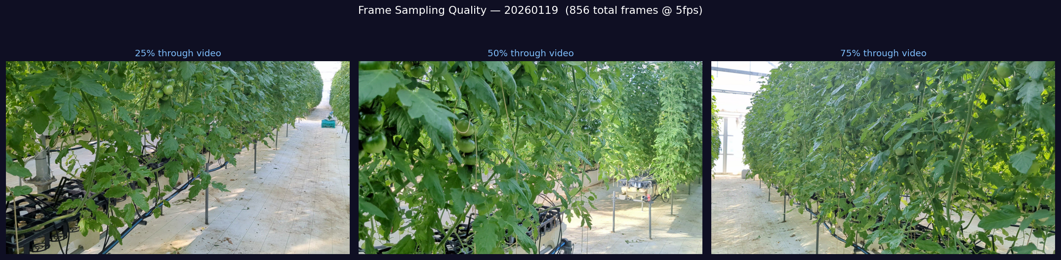 Three extracted frames at different time points showing sharp consistent plant detail